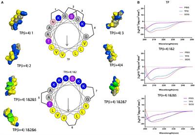 Optimization of Antibacterial Activity in Tibetan Swine α-Helix Peptide TP by Site-Directed Mutagenesis